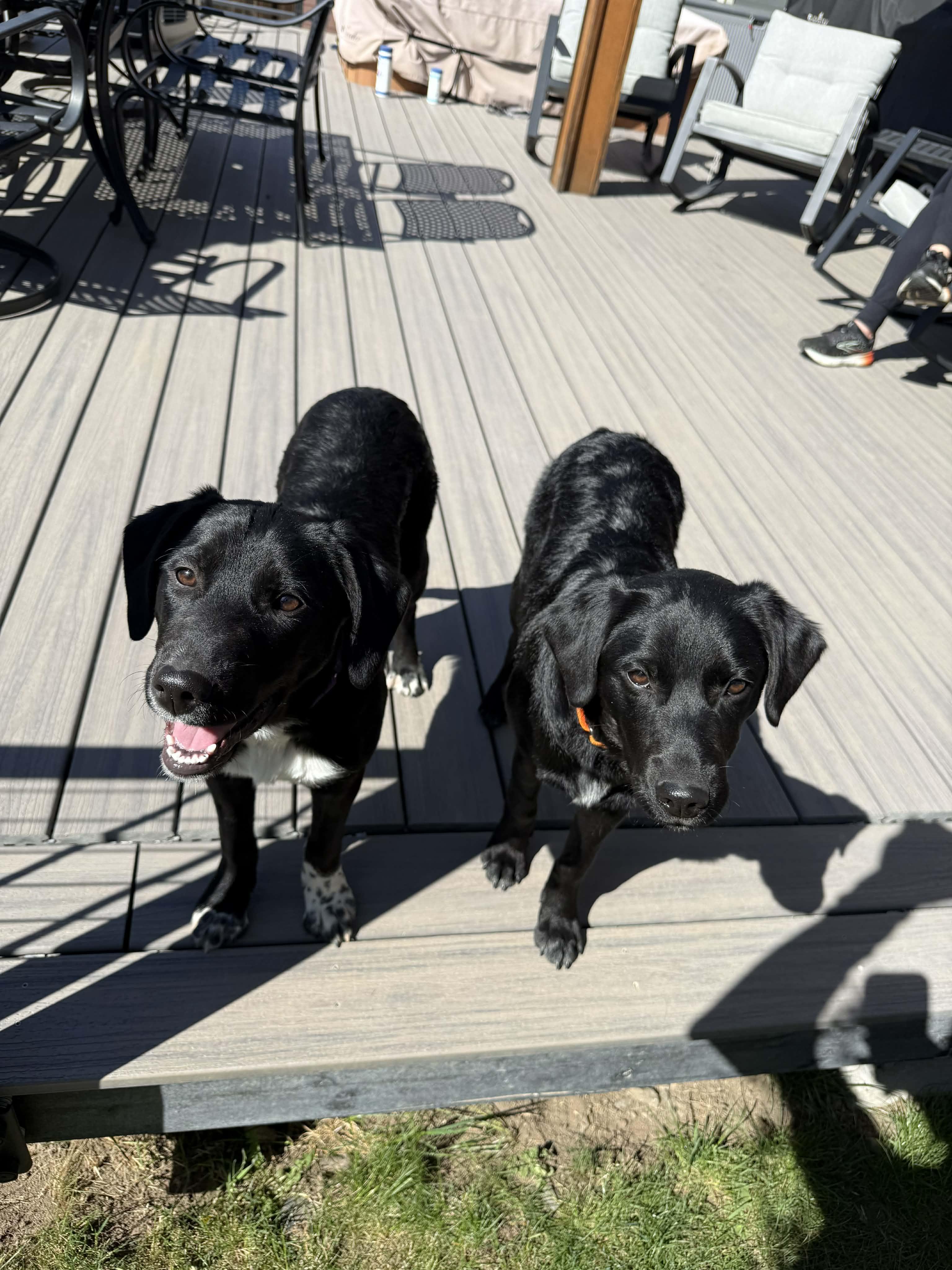 Fab 2, ADOPTABLE, Puppy Female Border Collie & Black Labrador Retriever.