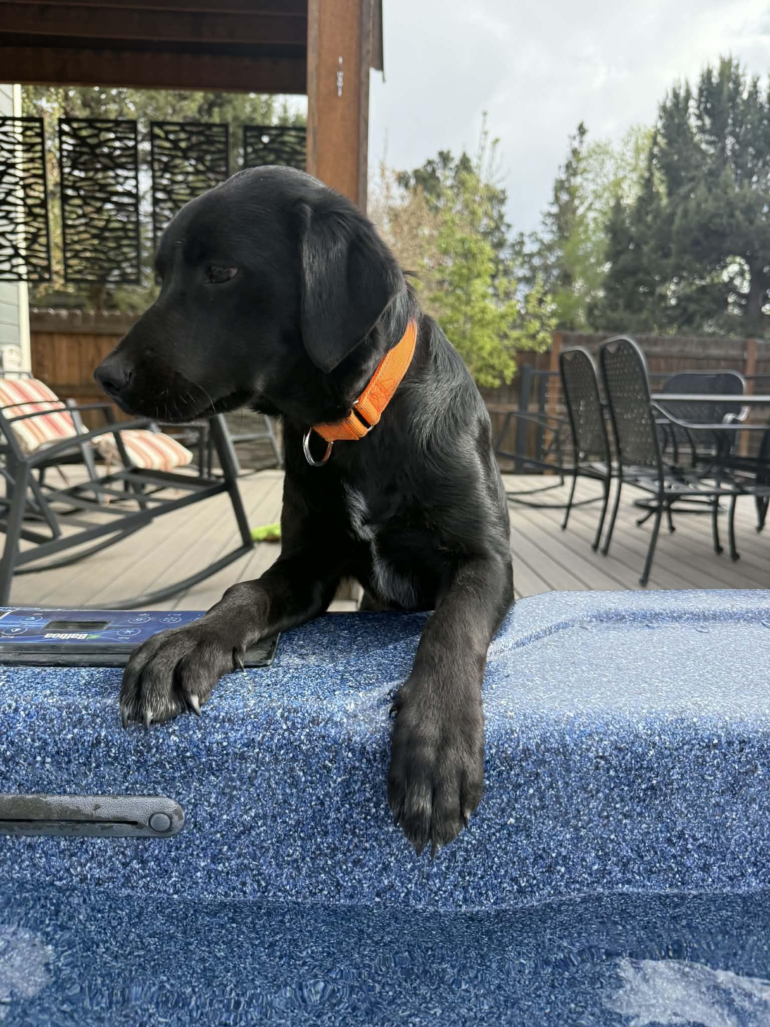 Enlarge Fab 2, a ADOPTABLE mixed breed in Bend, OR image 3/6