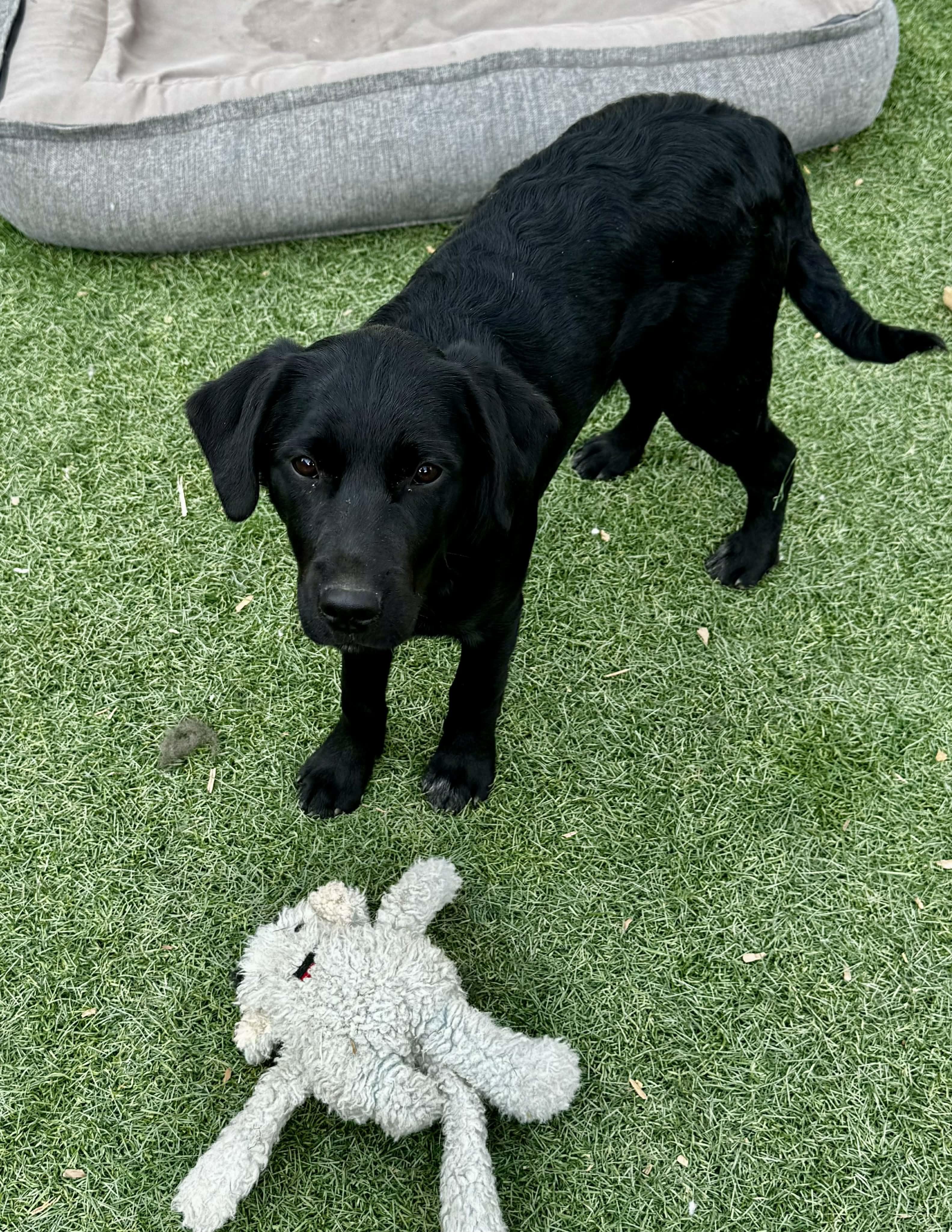 Fab four litter, a ADOPTABLE mixed breed in Bend, OR image 4/5