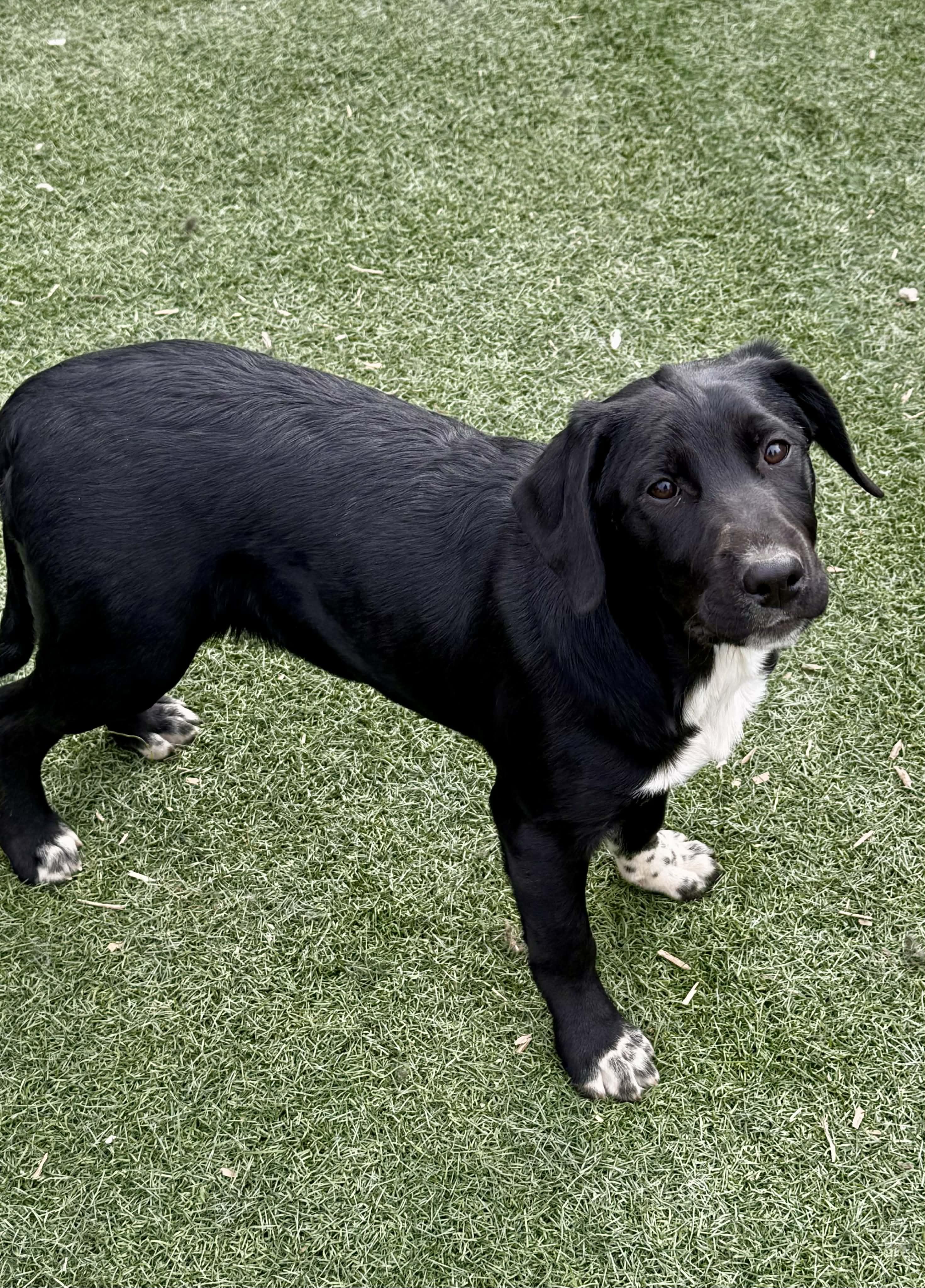 Fab four litter, ADOPTABLE, Puppy Male Border Collie & Black Labrador Retriever.
