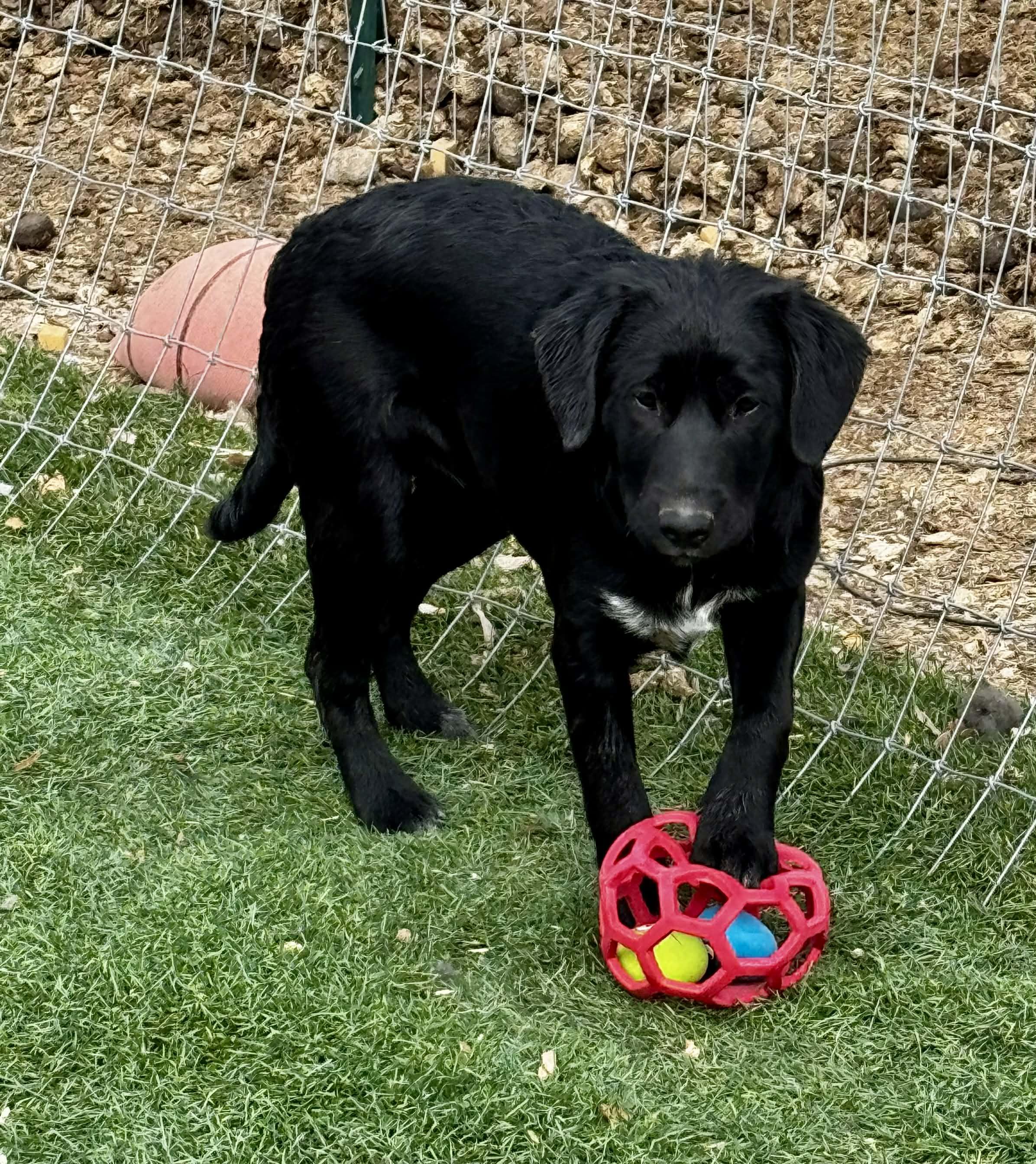 Fab four litter, a ADOPTABLE mixed breed in Bend, OR image 2/5