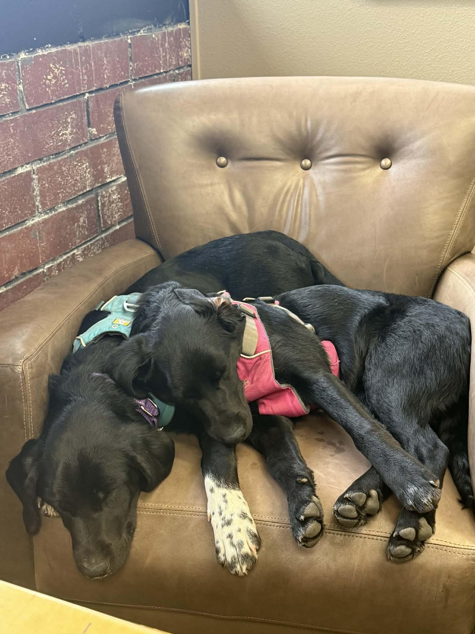 Enlarge Fab 2, a ADOPTABLE mixed breed in Bend, OR image 5/6
