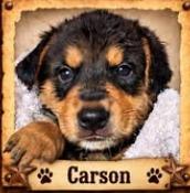 Kit Carson, Adoptable, Puppy Male Mixed Breed.