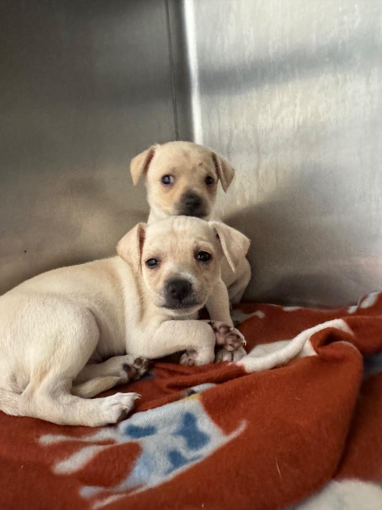 crackers, Adopted, Puppy Male Chihuahua & Mixed Breed.