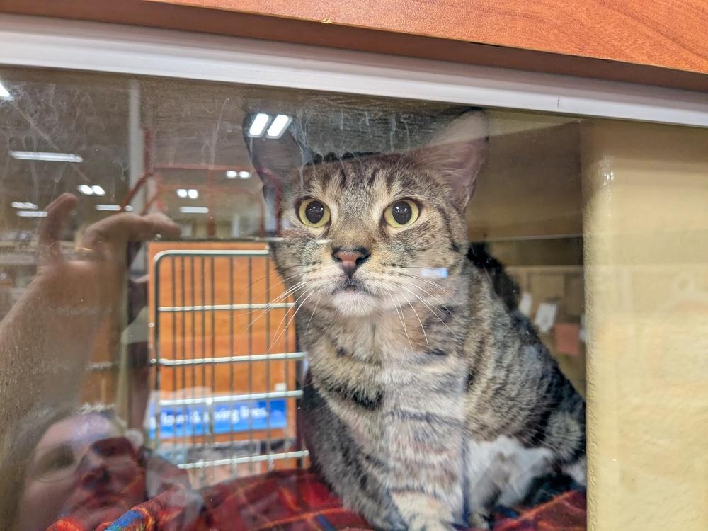 Visa, Adoptable, Adult Female Domestic Short Hair.