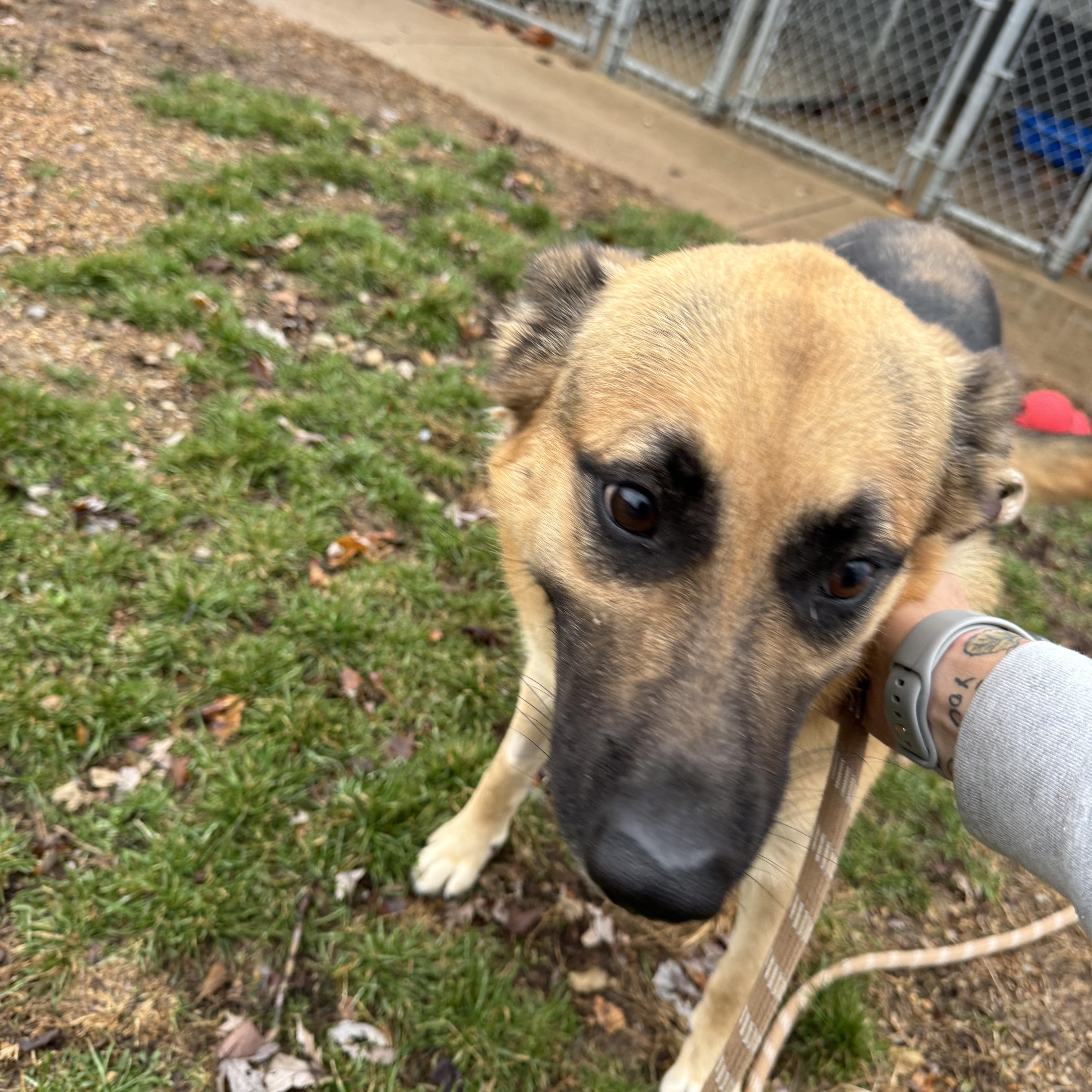 Kyah, adopted, Adult Female German Shepherd Dog.