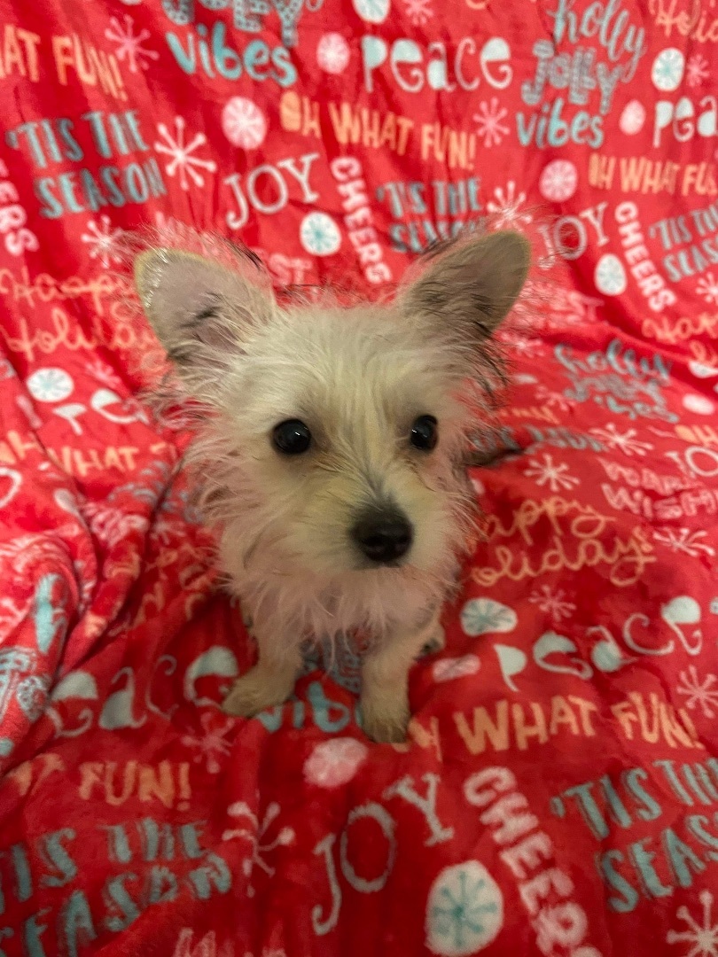 Pumpkin, Adopted, Puppy Female Yorkshire Terrier & Maltese.