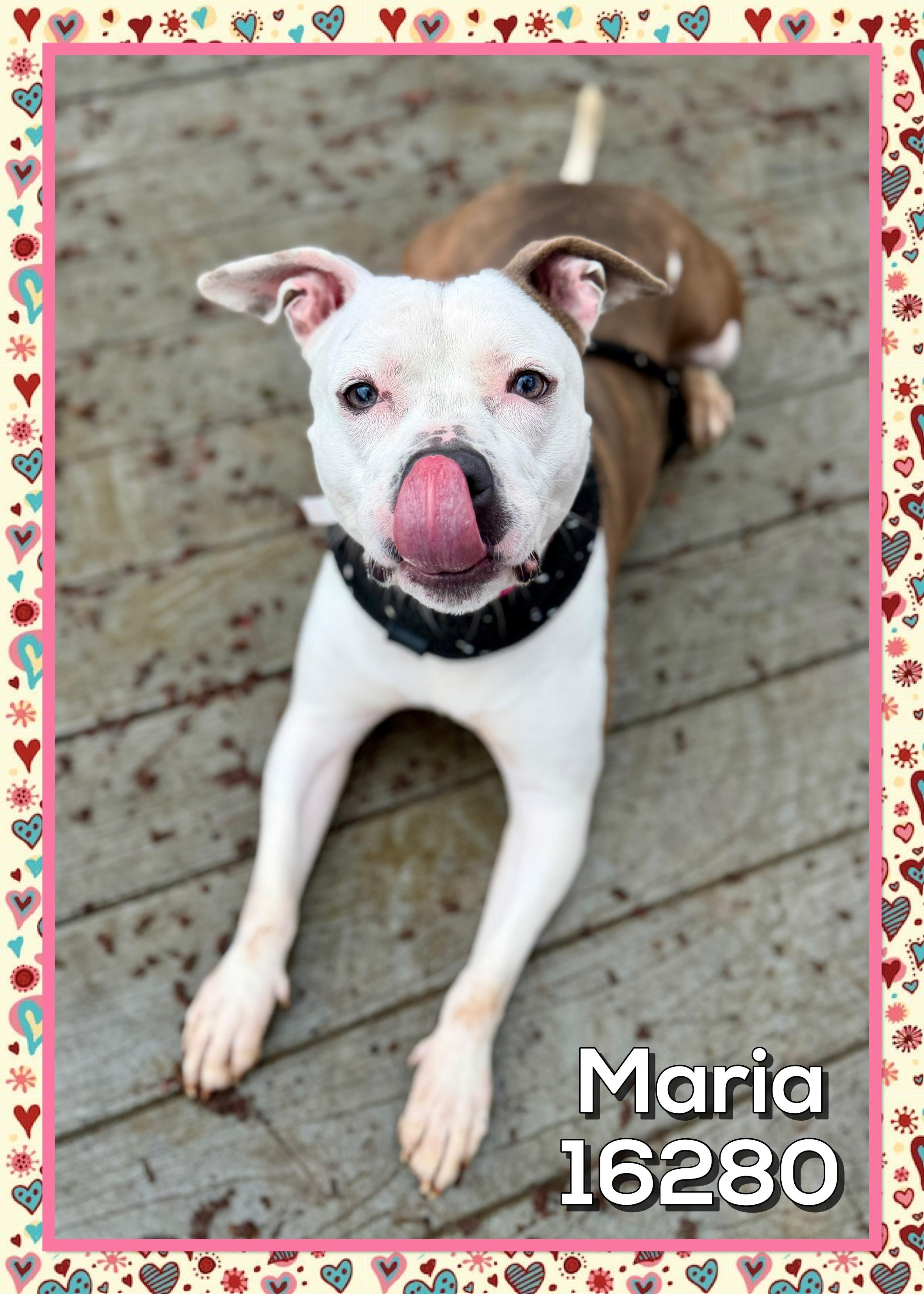 Enlarge MARIA, a ADOPTABLE mixed breed in Marietta, GA image 4/6
