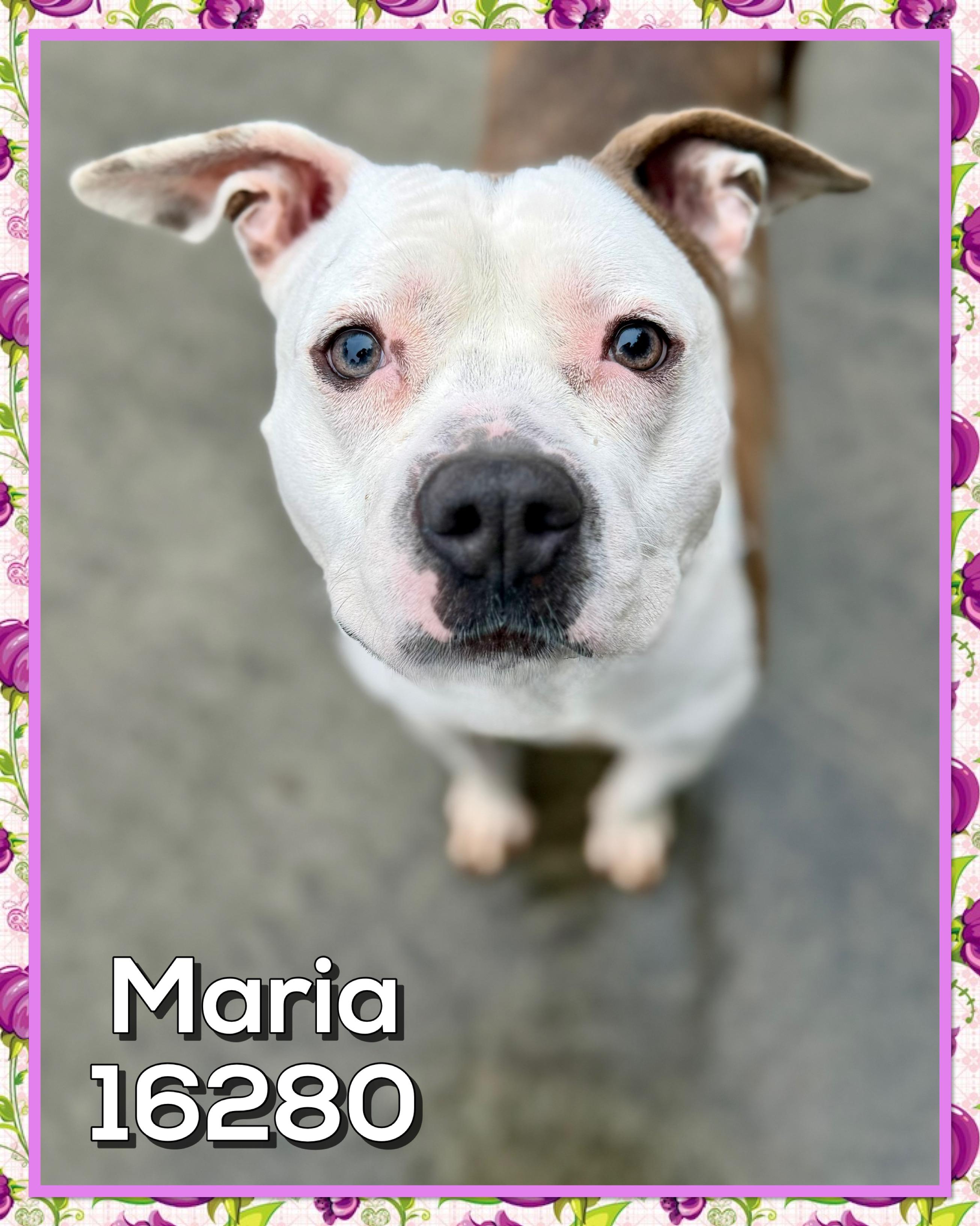 MARIA, ADOPTABLE, Adult Female American Bulldog.