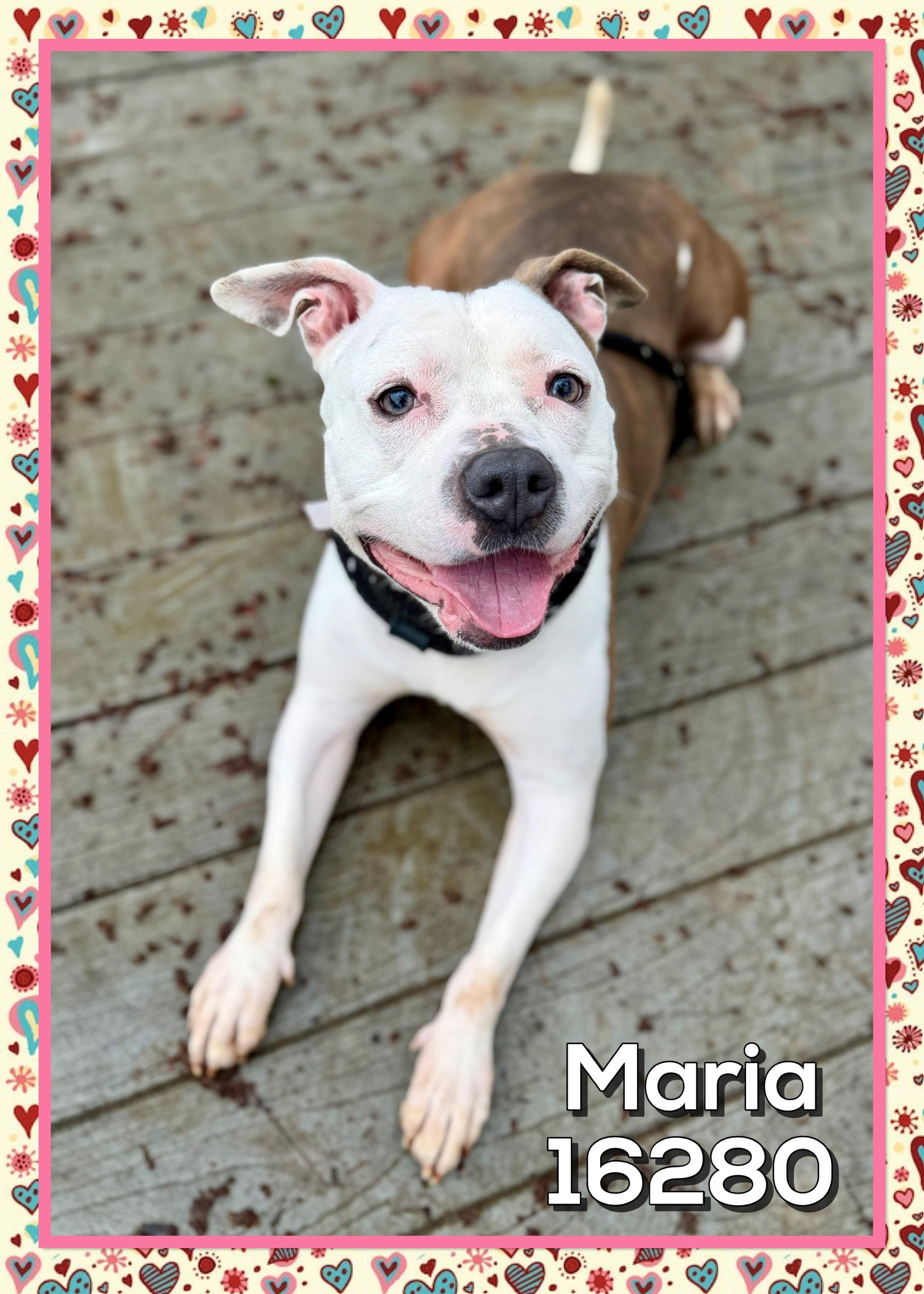 Enlarge MARIA, a ADOPTABLE mixed breed in Marietta, GA image 2/6