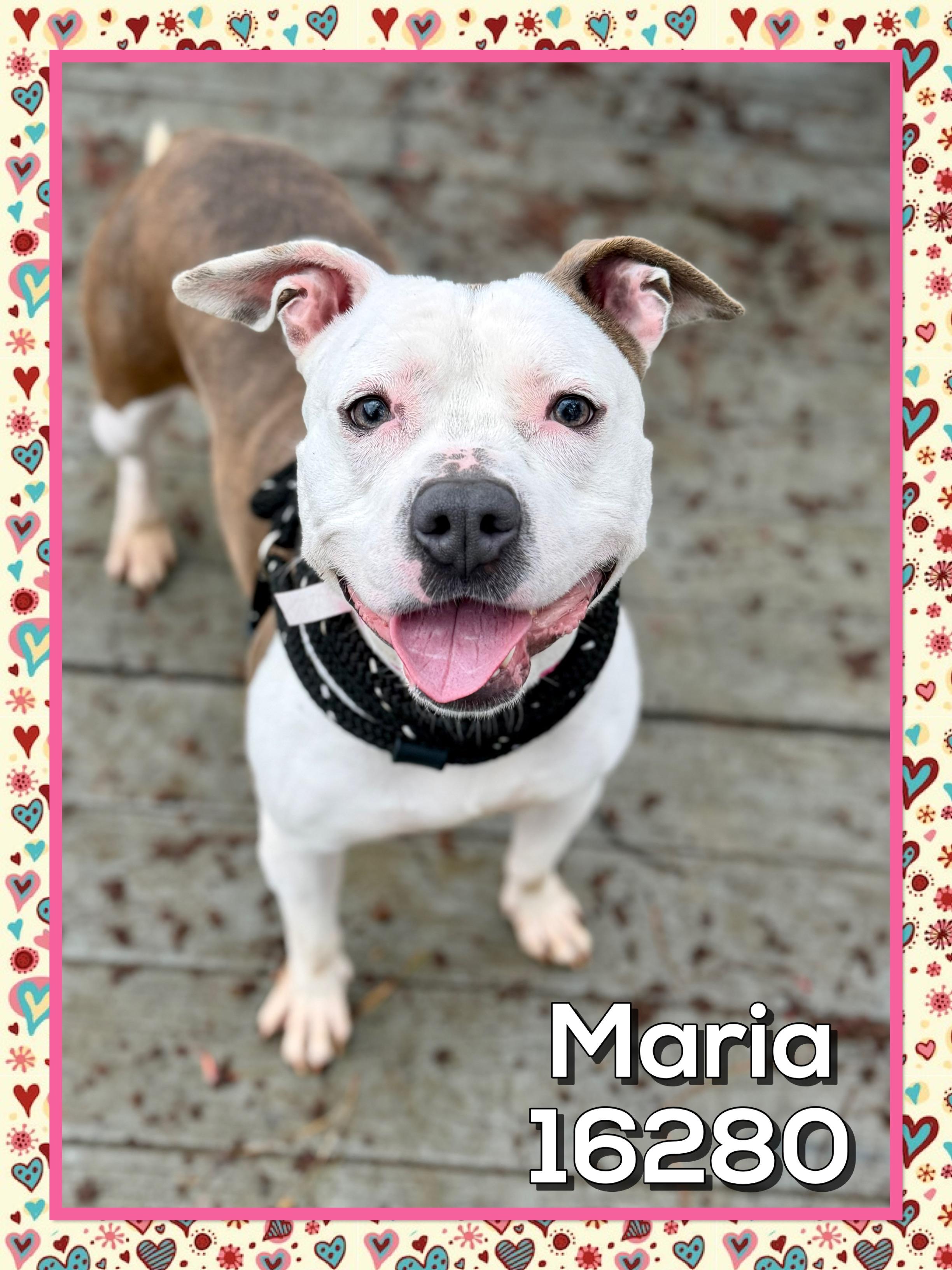 Enlarge MARIA, a ADOPTABLE mixed breed in Marietta, GA image 1/6