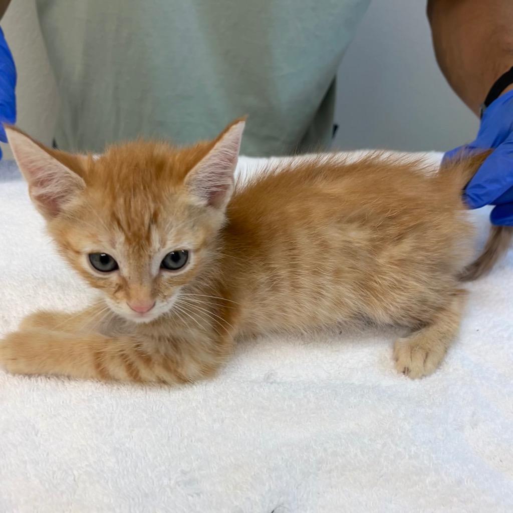 Chappie, Adoptable, Kitten Male Domestic Short Hair.