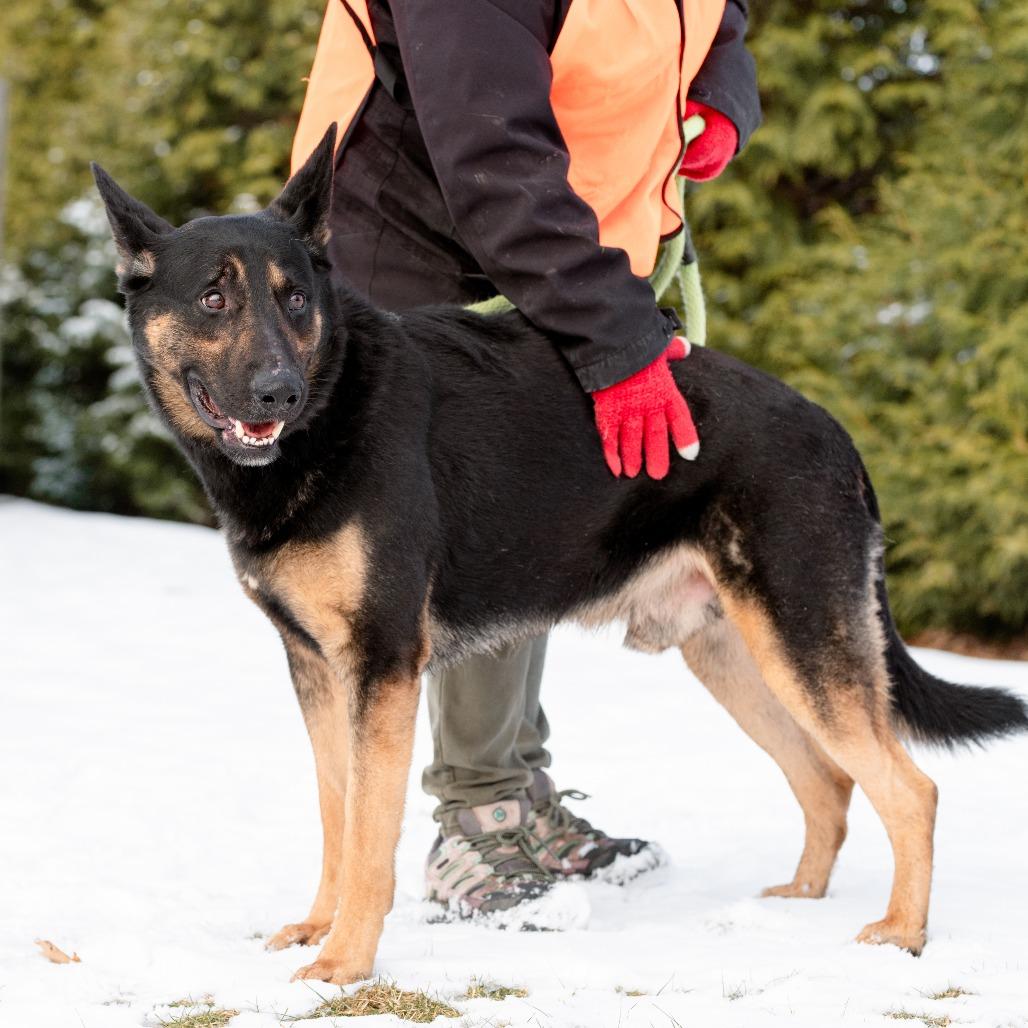 Roscoe, Adoptable, Adult Male German Shepherd Dog.