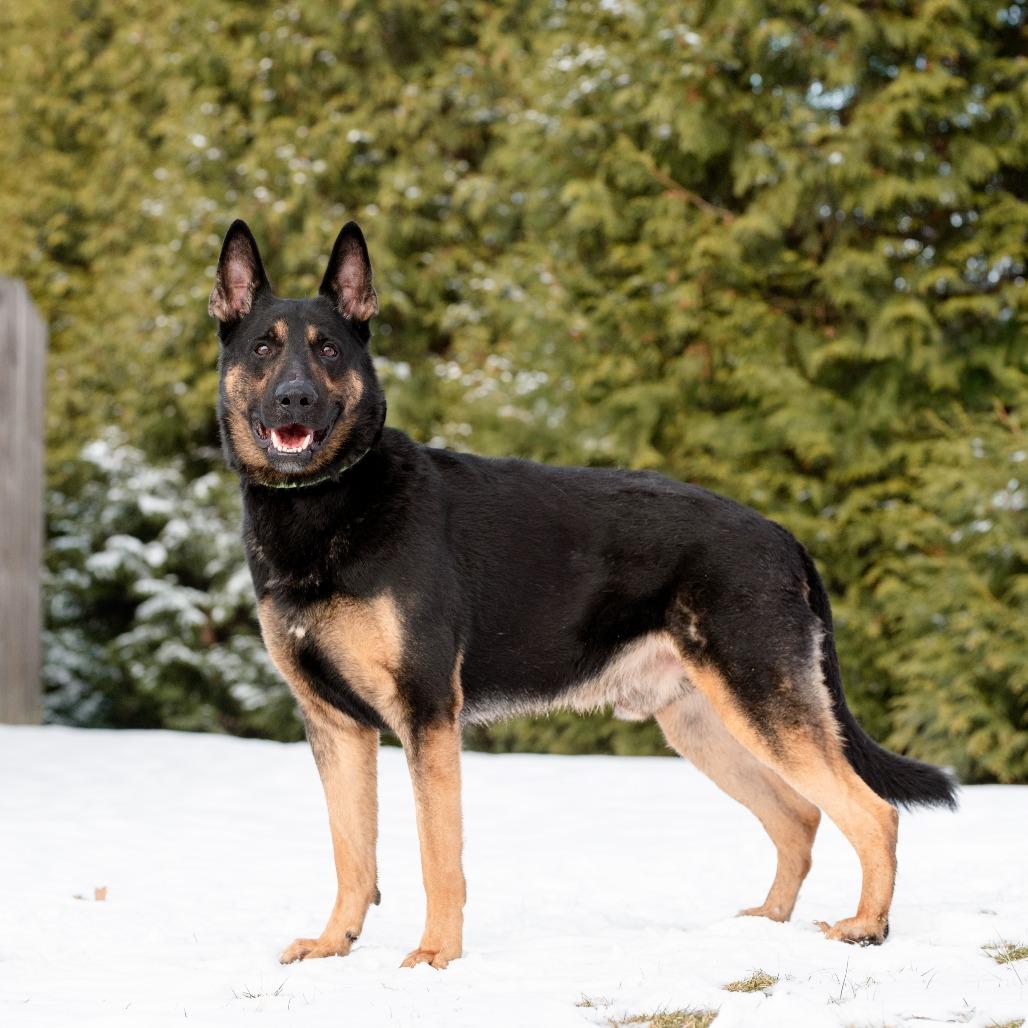 Enlarge Roscoe, a Adoptable German Shepherd Dog in Chester Springs, PA image 2/3