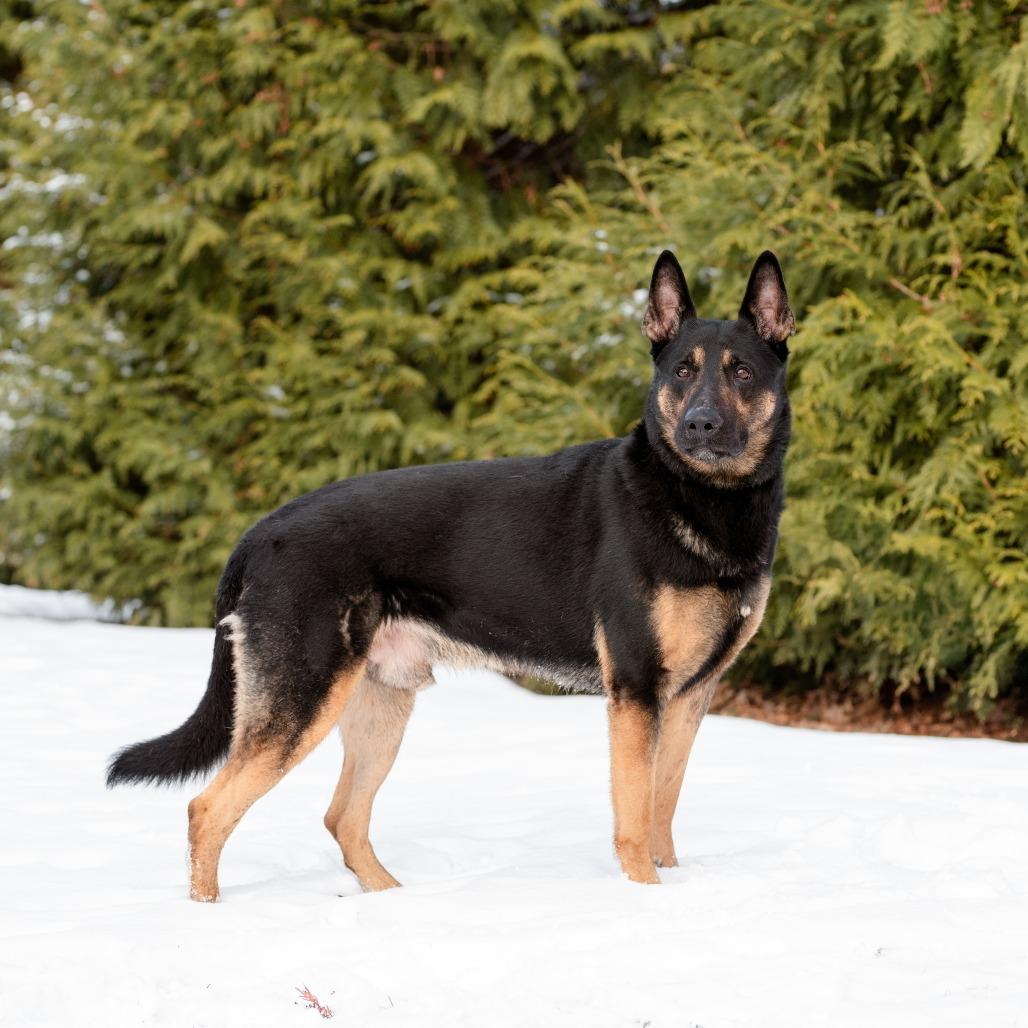 Enlarge Roscoe, a Adoptable German Shepherd Dog in Chester Springs, PA image 3/3