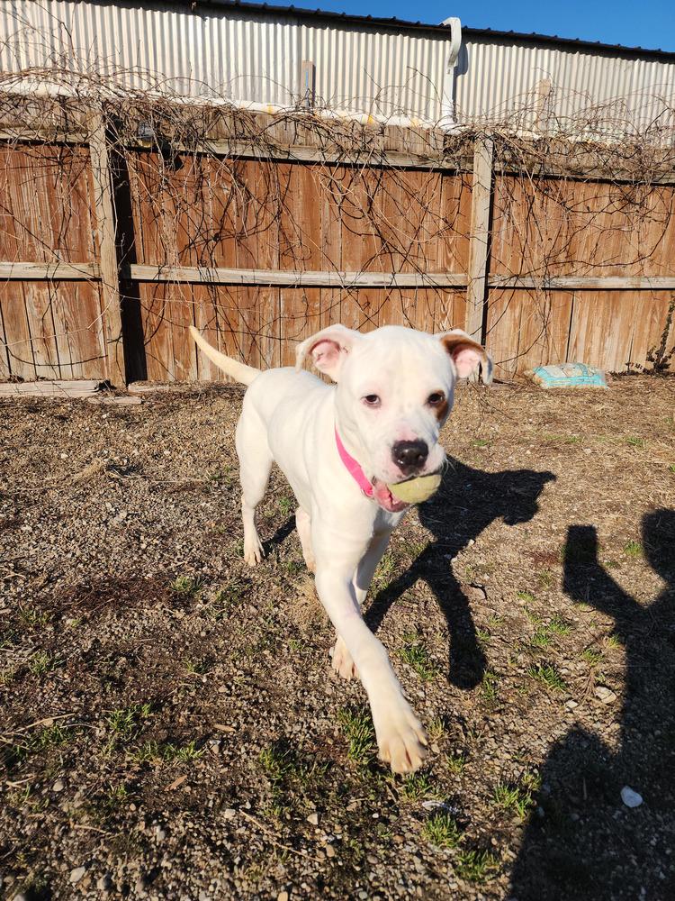 Enlarge Frito, a Adopted Pit Bull Terrier in Evansville, IN image 1/6