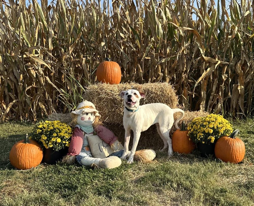 Enlarge Frito, a Adopted Pit Bull Terrier in Evansville, IN image 2/6