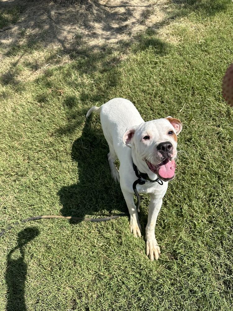 Enlarge Frito, a Adopted Pit Bull Terrier in Evansville, IN image 3/6