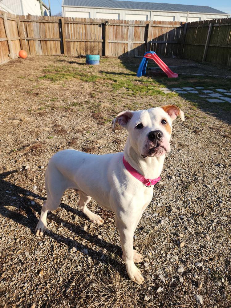 Enlarge Frito, a Adopted Pit Bull Terrier in Evansville, IN image 5/6