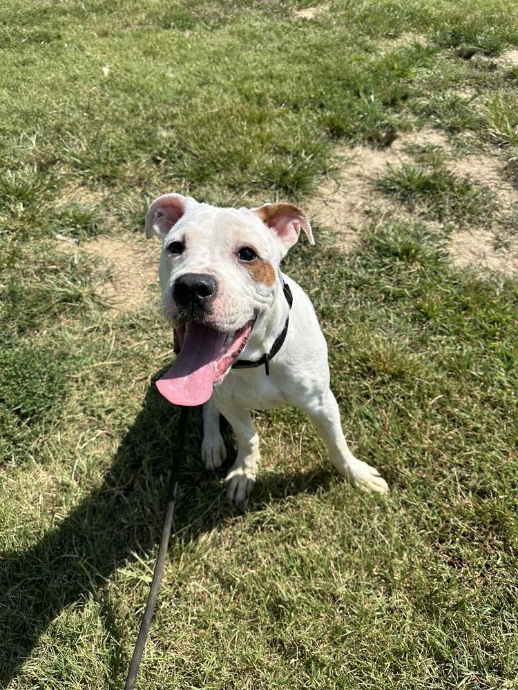 Enlarge Frito, a Adopted Pit Bull Terrier in Evansville, IN image 6/6
