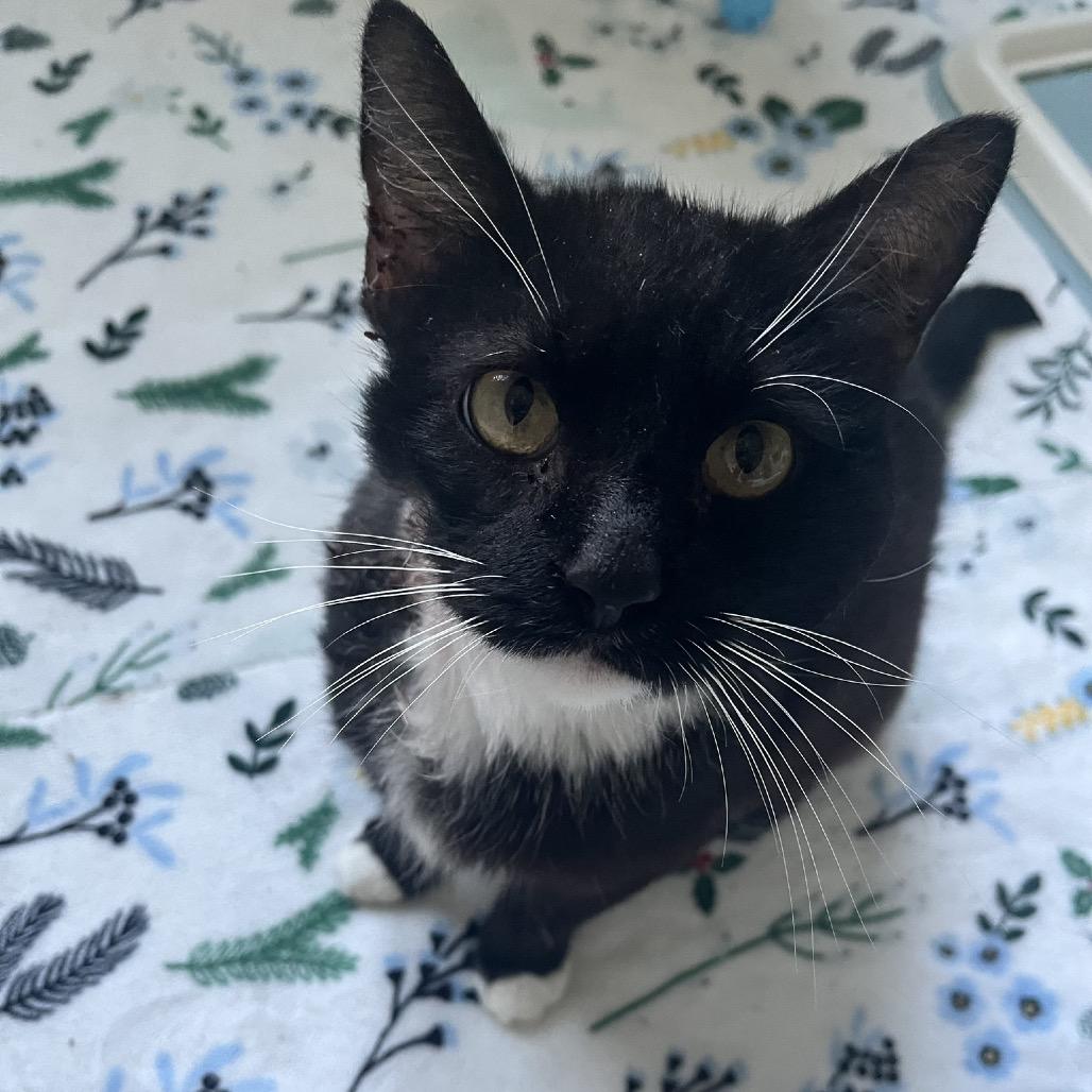 Enlarge Xander, a Adoptable Domestic Short Hair in Troy, VA image 1/3