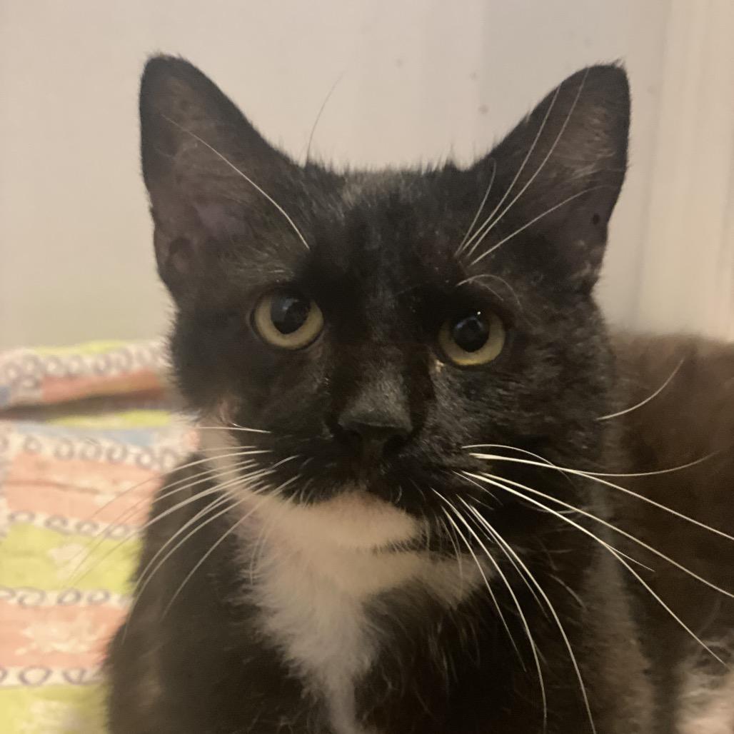 Enlarge Xander, a Adoptable Domestic Short Hair in Troy, VA image 3/3