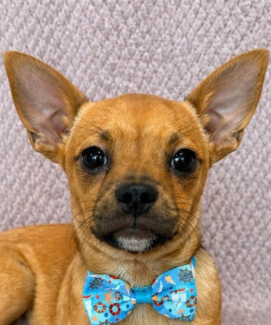 Enlarge Dennis, a ADOPTABLE Chihuahua in Lodi, CA image 2/5
