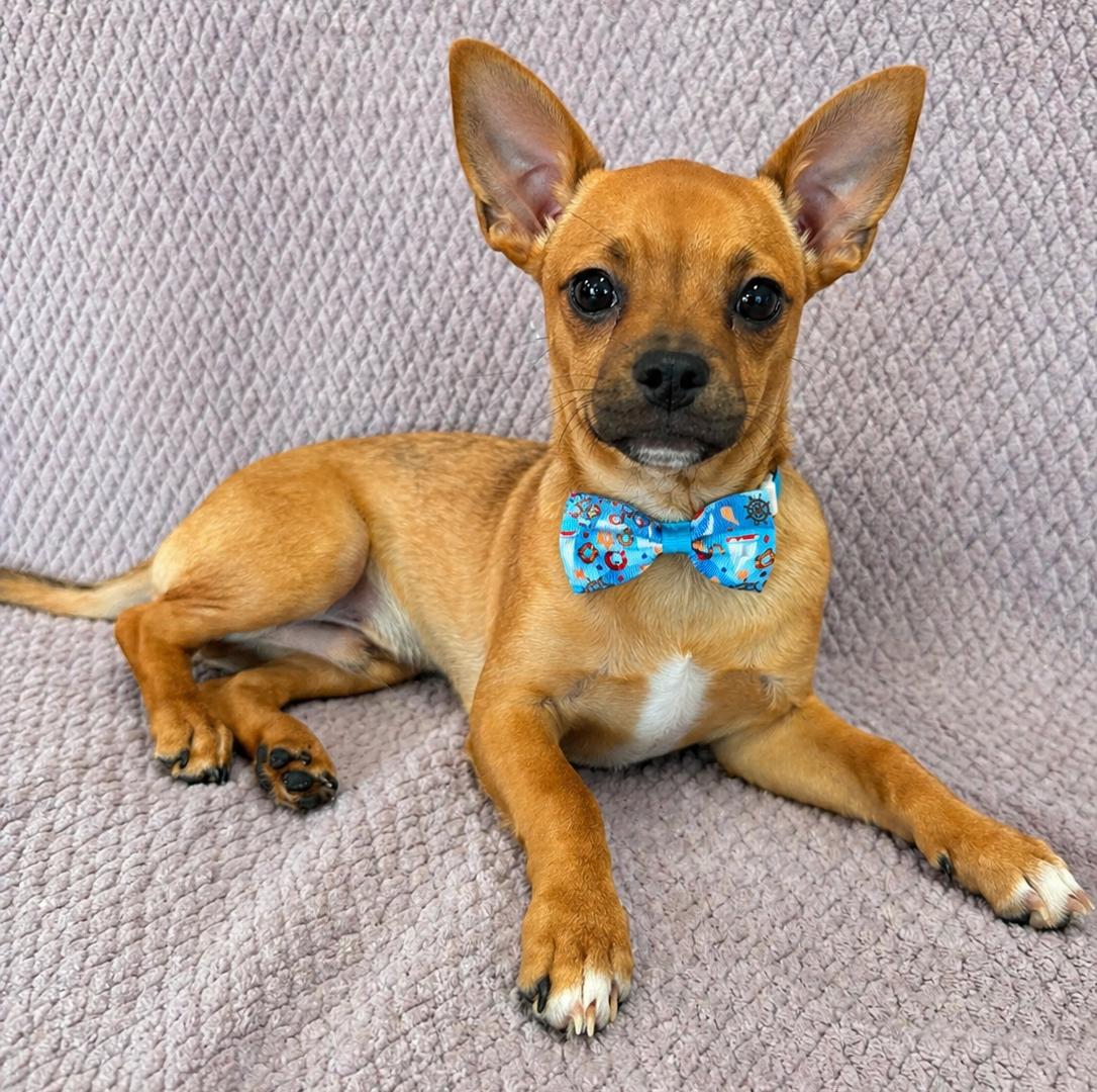 Enlarge Dennis, a ADOPTABLE Chihuahua in Lodi, CA image 3/5