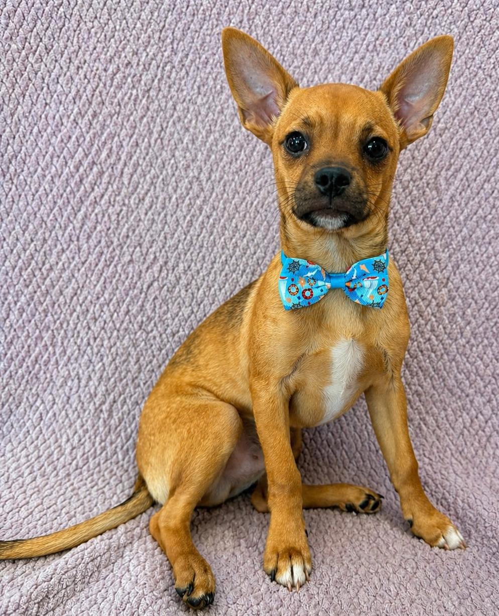 Enlarge Dennis, a ADOPTABLE Chihuahua in Lodi, CA image 4/5