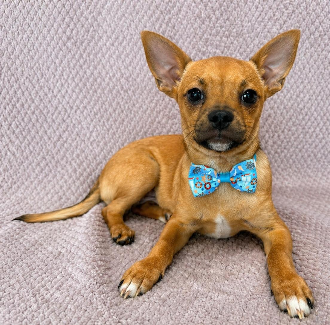 Enlarge Dennis, a ADOPTABLE Chihuahua in Lodi, CA image 5/5