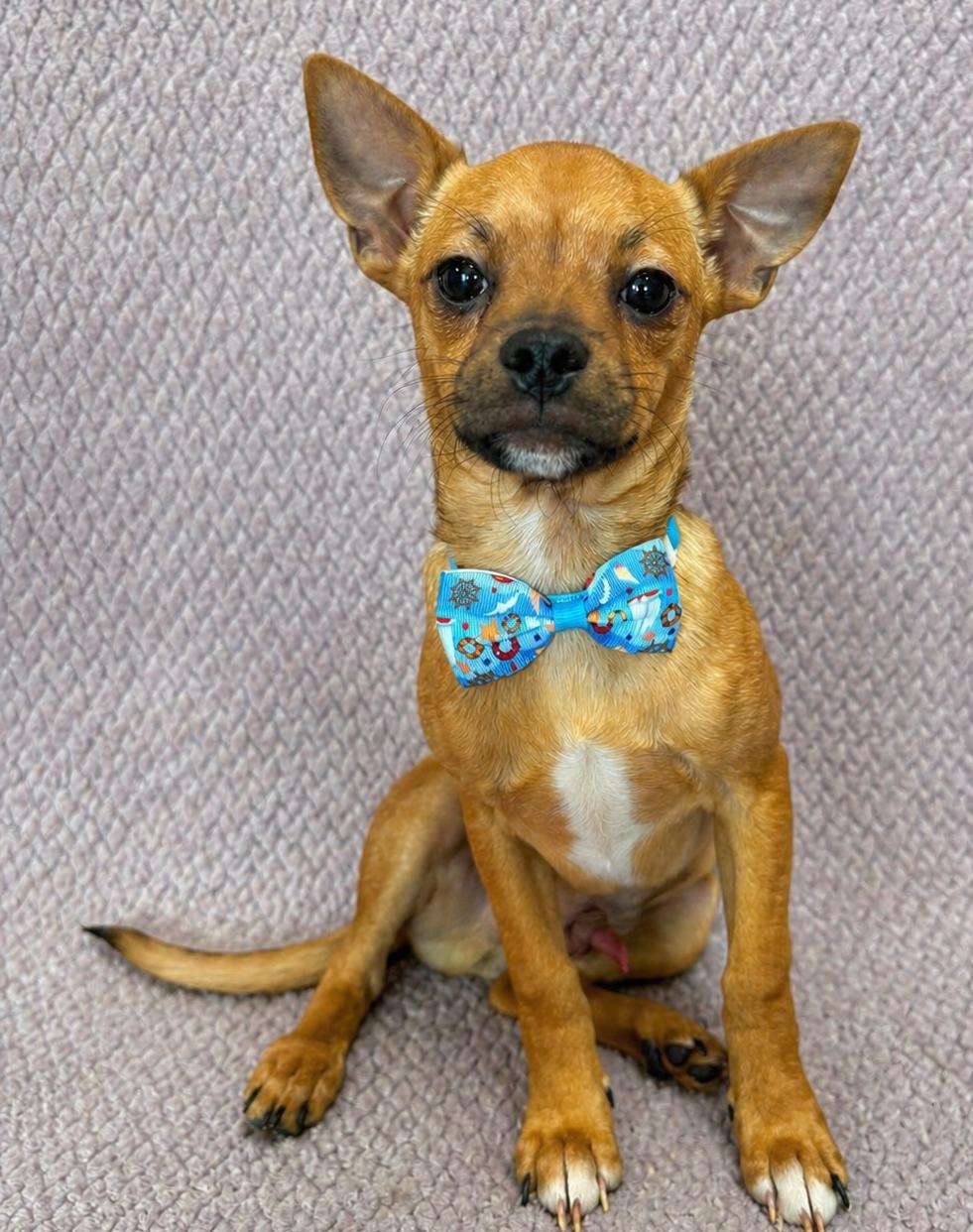 Enlarge Dennis, a ADOPTABLE Chihuahua in Lodi, CA image 1/5