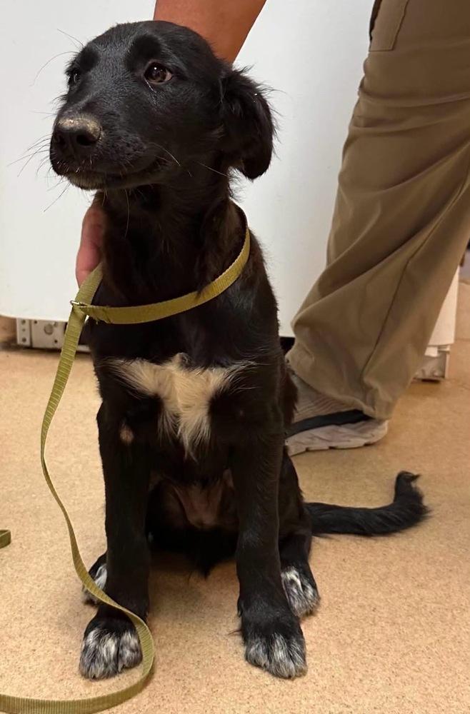 Mochi, Adoptable, Puppy Male Labrador Retriever & Border Collie.