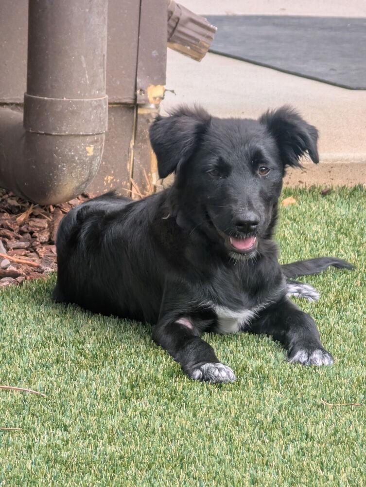 Enlarge Mochi, a Adoptable mixed breed in Fort Lupton, CO image 2/4