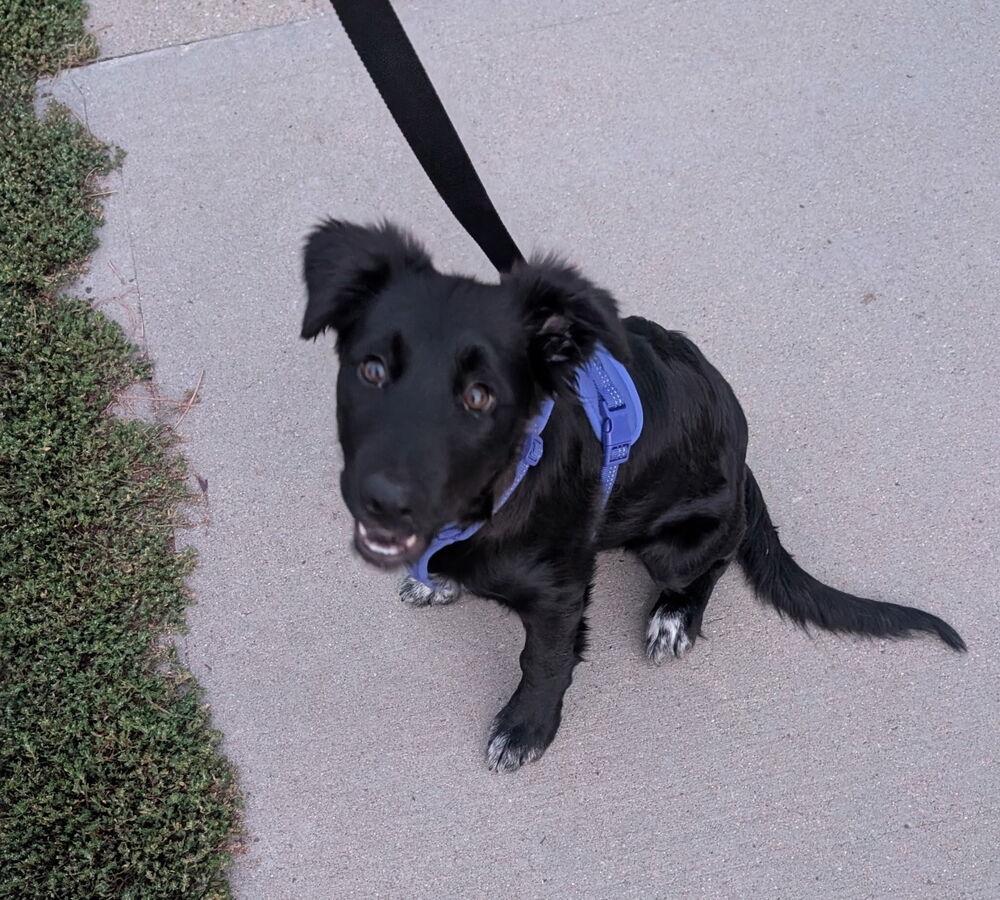 Enlarge Mochi, a Adoptable mixed breed in Fort Lupton, CO image 3/4