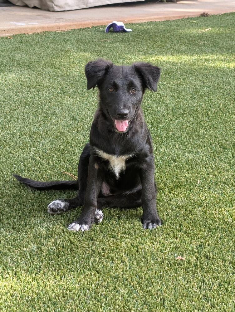 Enlarge Mochi, a Adoptable mixed breed in Fort Lupton, CO image 4/4