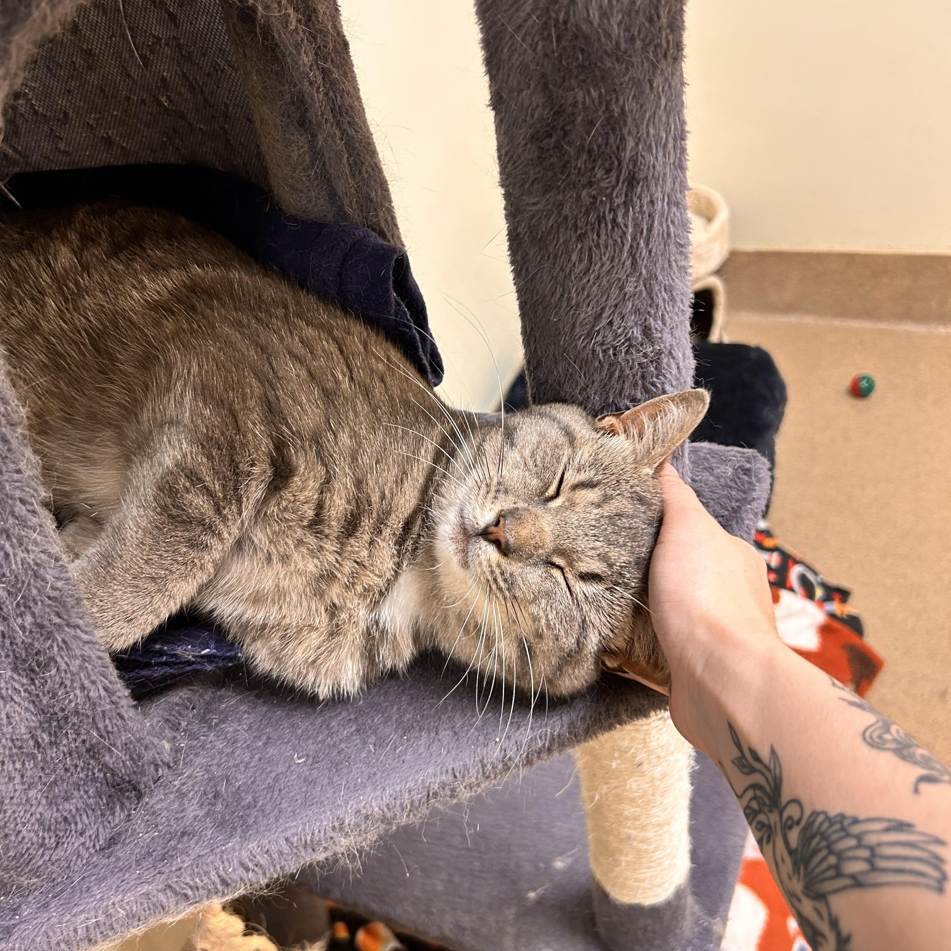 Mango, an adopted Domestic Short Hair in Myerstown, PA image 2/2