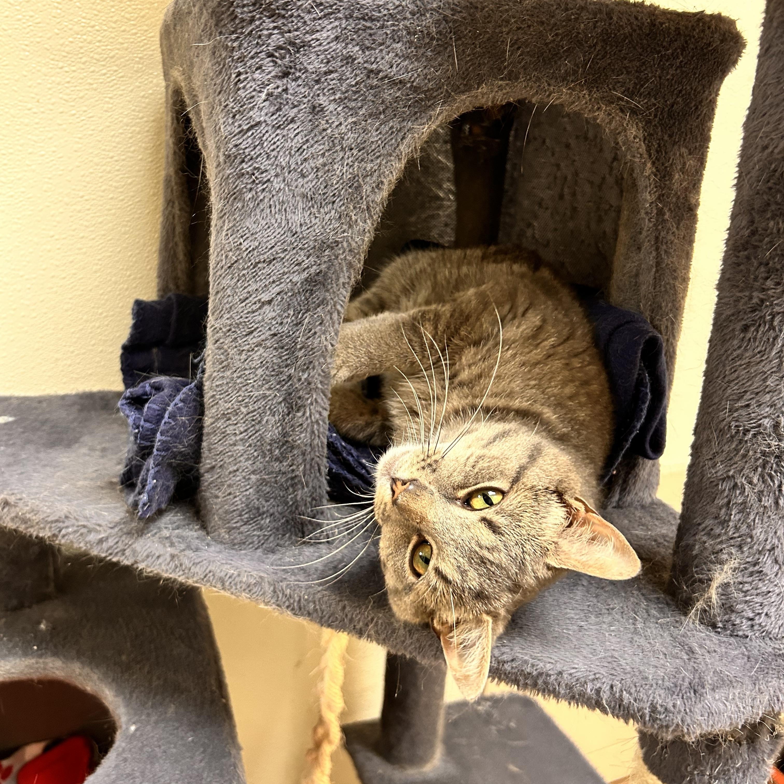 Mango, an adopted Domestic Short Hair in Myerstown, PA image 1/2
