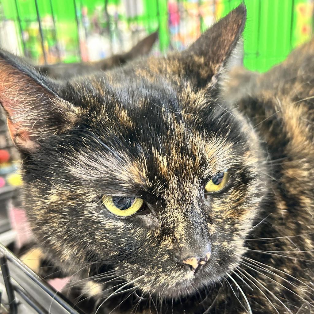 Enlarge Jasmine, a Adoptable Domestic Short Hair in Irwin, PA image 1/1