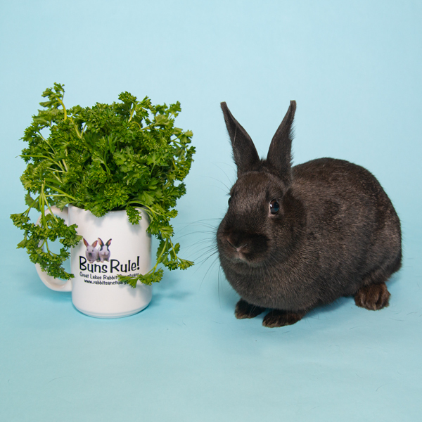 Rosemary photo 2