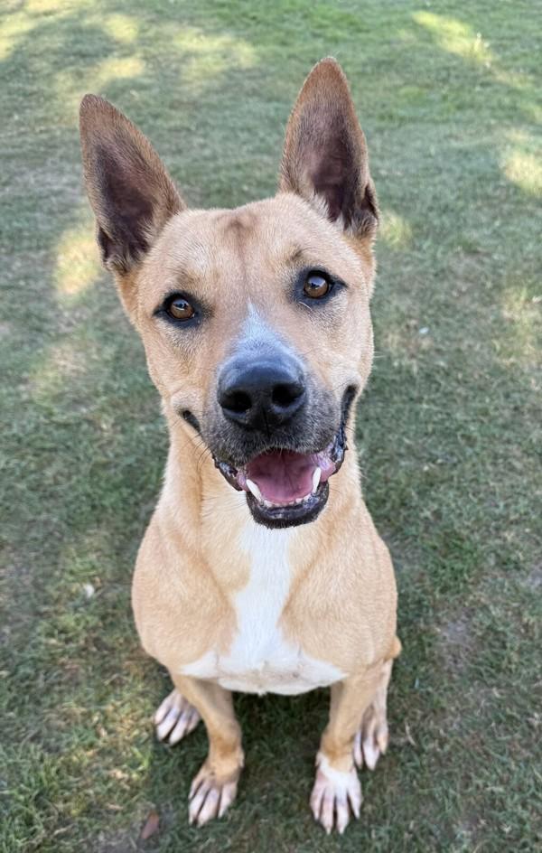 Stryker, a Adoptable mixed breed in Tulare, CA image 1/6