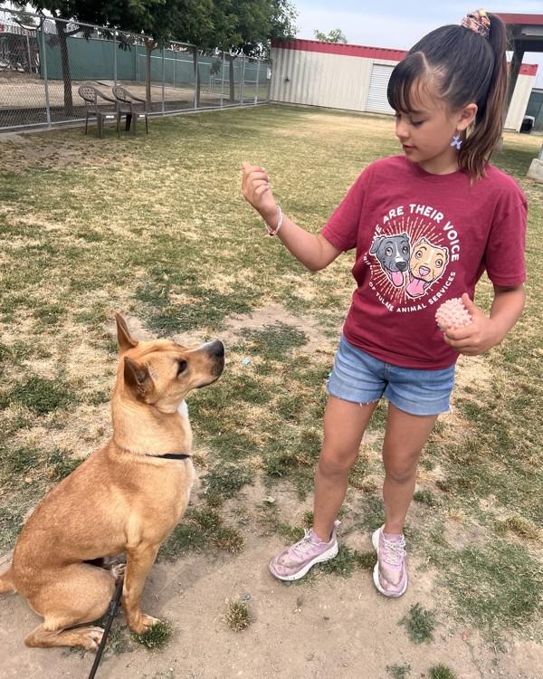 Stryker, a Adoptable mixed breed in Tulare, CA image 2/6