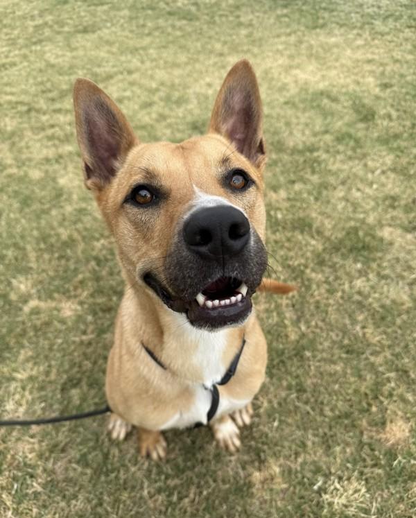 Enlarge Stryker, a Adoptable mixed breed in Tulare, CA image 2/6