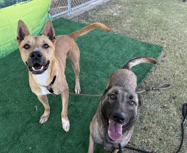 Stryker, a Adoptable mixed breed in Tulare, CA image 3/6