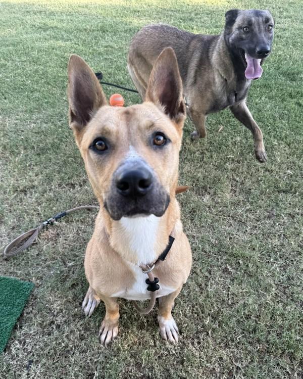 Enlarge Stryker, a Adoptable mixed breed in Tulare, CA image 5/6