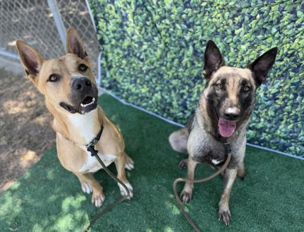 Stryker, a Adoptable mixed breed in Tulare, CA image 5/6