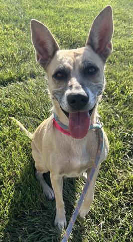 RUBY, Adoptable, Adult Female German Shepherd Dog & Mixed Breed.