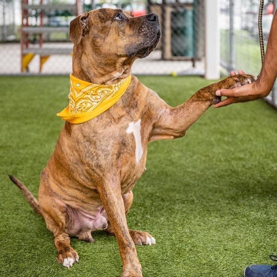 Enlarge Jacob, a Adoptable mixed breed in Coral Springs, FL image 1/3