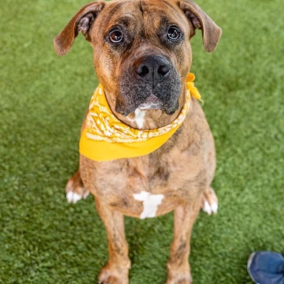 Enlarge Jacob, a Adoptable mixed breed in Coral Springs, FL image 2/3