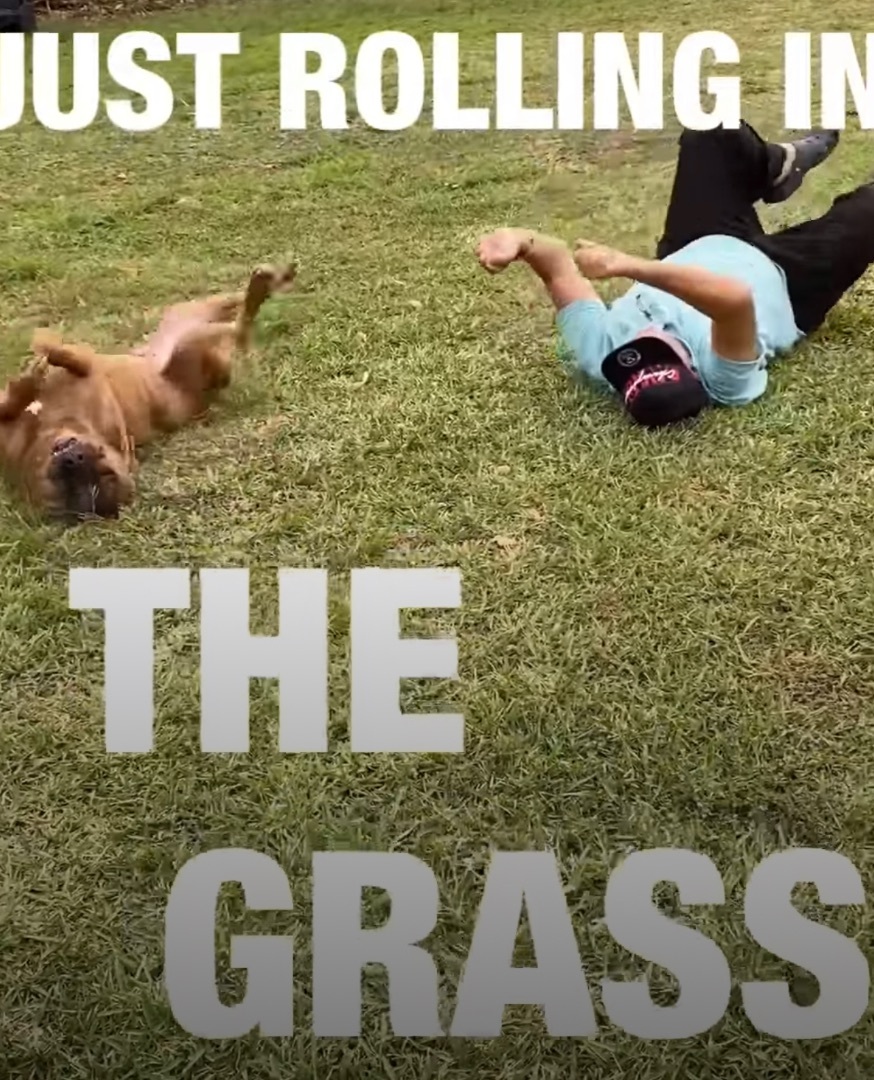 Enlarge Jacob, a Adoptable mixed breed in Coral Springs, FL image 3/3