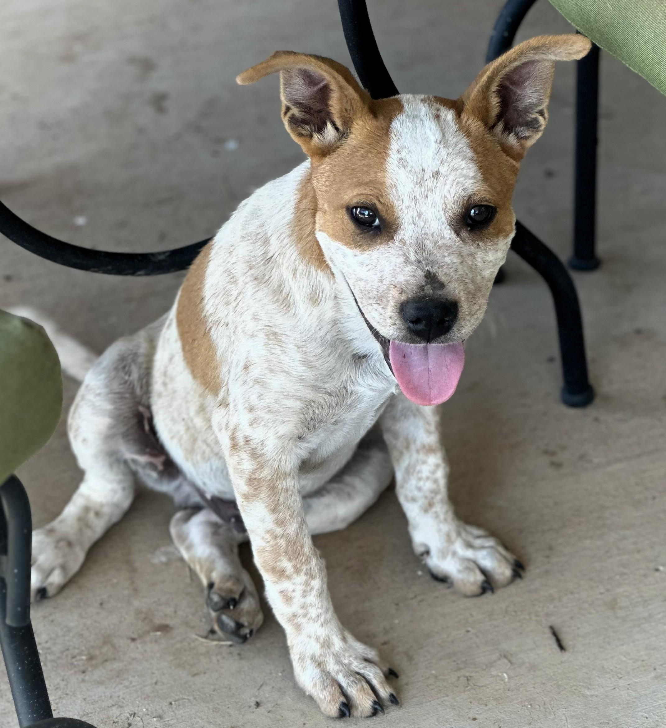 Bandit, adopted, Puppy Male Australian Cattle Dog / Blue Heeler.